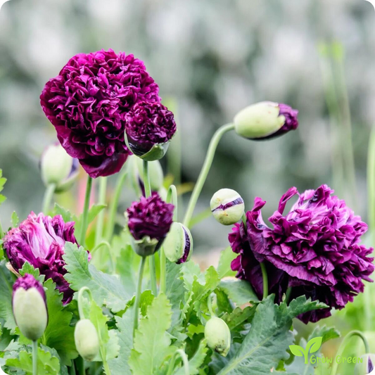 10 seeds of Violet Poppy Double Blush - PAPAVER + Gift 5 seeds of Sunflower