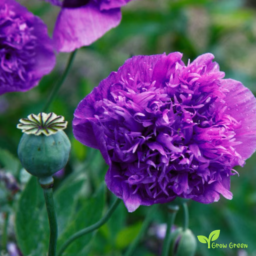 10 seeds of Violet Poppy Double Blush - PAPAVER + Gift 5 seeds of Sunflower
