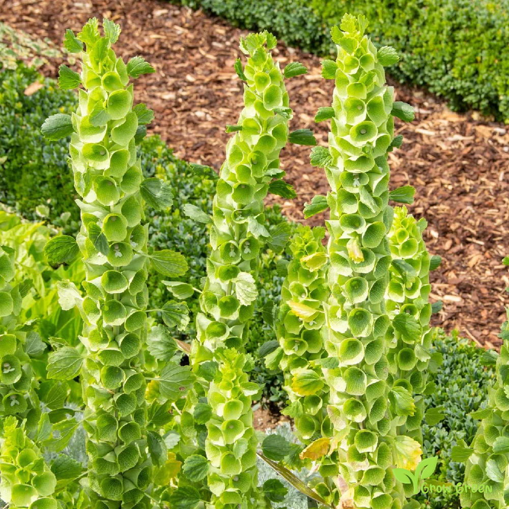 20 seeds of Bells Of Ireland - MOLUCCELLA LAEVIS - Shellflower + Gift 5 seeds of Sunflower