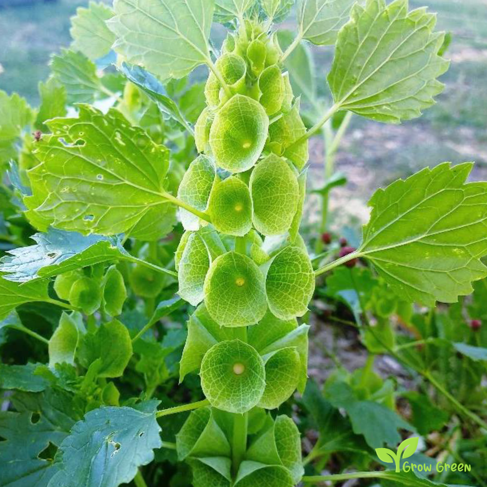 20 seeds of Bells Of Ireland - MOLUCCELLA LAEVIS - Shellflower + Gift 5 seeds of Sunflower