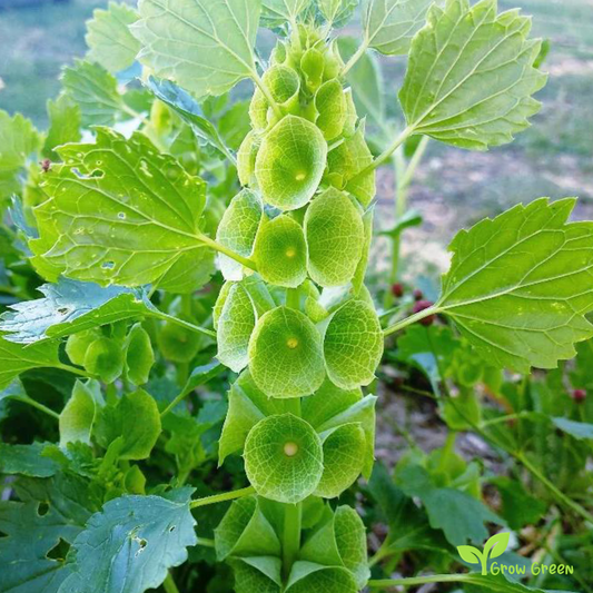 20 seeds of Bells Of Ireland - MOLUCCELLA LAEVIS - Shellflower + Gift 5 seeds of Sunflower
