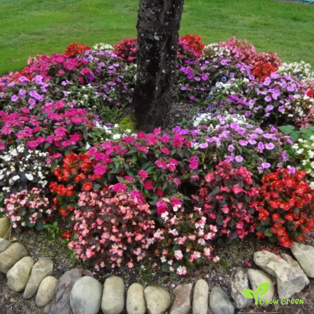 30 seeds of Wax Begonia Mix - BEGONIA SEMPERFLORENS + Gift 5 seeds of Sunflower