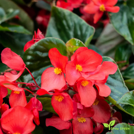 30 seeds of Red Coral Bells - HEUCHERA SANGUINEA + Gift 5 seeds of Sunflower