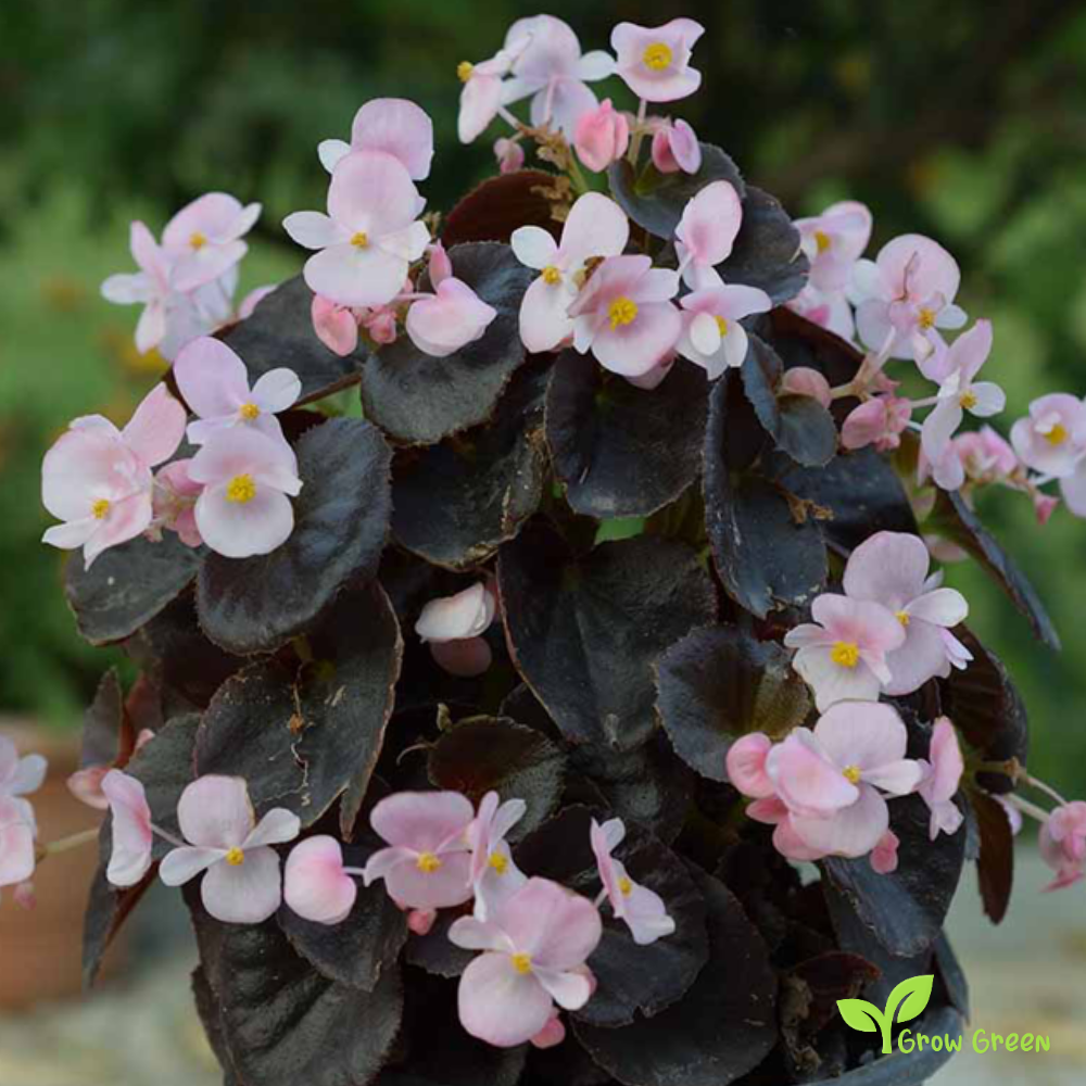 30 seeds of Wax Begonia Mix - BEGONIA SEMPERFLORENS + Gift 5 seeds of Sunflower