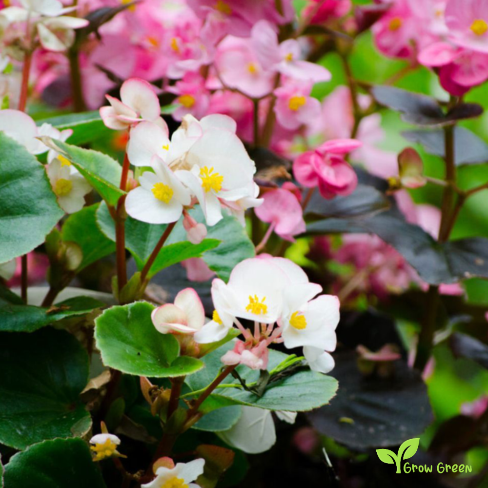 30 seeds of Wax Begonia Mix - BEGONIA SEMPERFLORENS + Gift 5 seeds of Sunflower