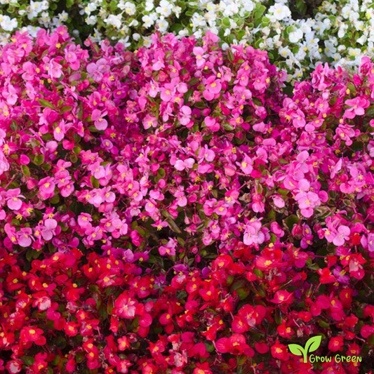 30 seeds of Wax Begonia Mix - BEGONIA SEMPERFLORENS + Gift 5 seeds of Sunflower