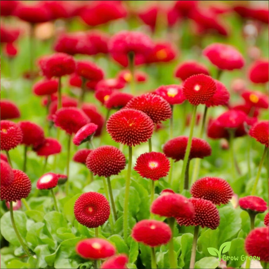 20 seeds of Red Pomponette - BELLIS PERENNIS - English Daisy + Gift 5 seeds of Sunflower