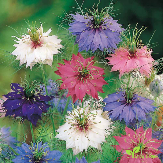 30 seeds of Nigella Red - NIGELLA DAMASCENA - Love In A Mist + Gift 5 seeds of Sunflower