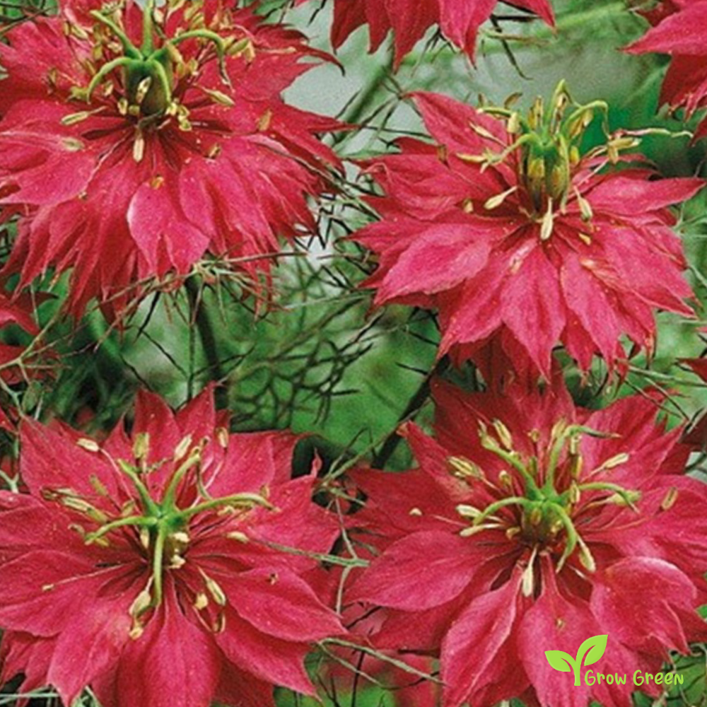30 seeds of Nigella Red - NIGELLA DAMASCENA - Love In A Mist + Gift 5 seeds of Sunflower