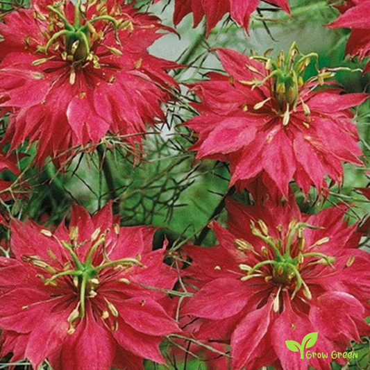 30 seeds of Nigella Red - NIGELLA DAMASCENA - Love In A Mist + Gift 5 seeds of Sunflower