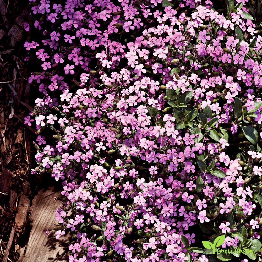 30 seeds of Soapwort Flower - SAPONARIA OCYMOIDES + Gift 5 seeds of Sunflower