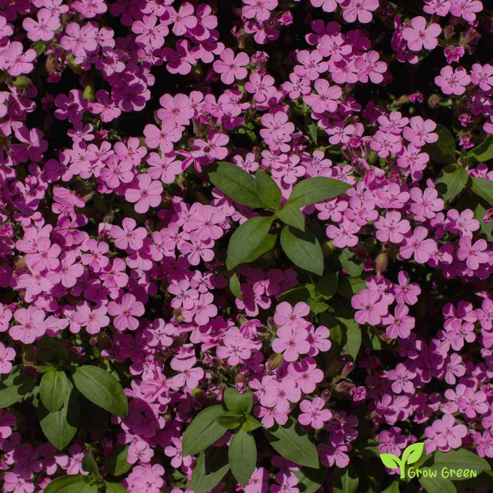 30 seeds of Soapwort Flower - SAPONARIA OCYMOIDES + Gift 5 seeds of Sunflower