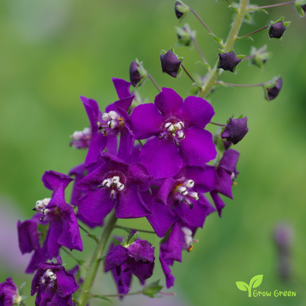 30 seeds of Purple Mullein SEEDS - VERBASCUM PHOENICEUM + Gift 5 seeds of Sunflower
