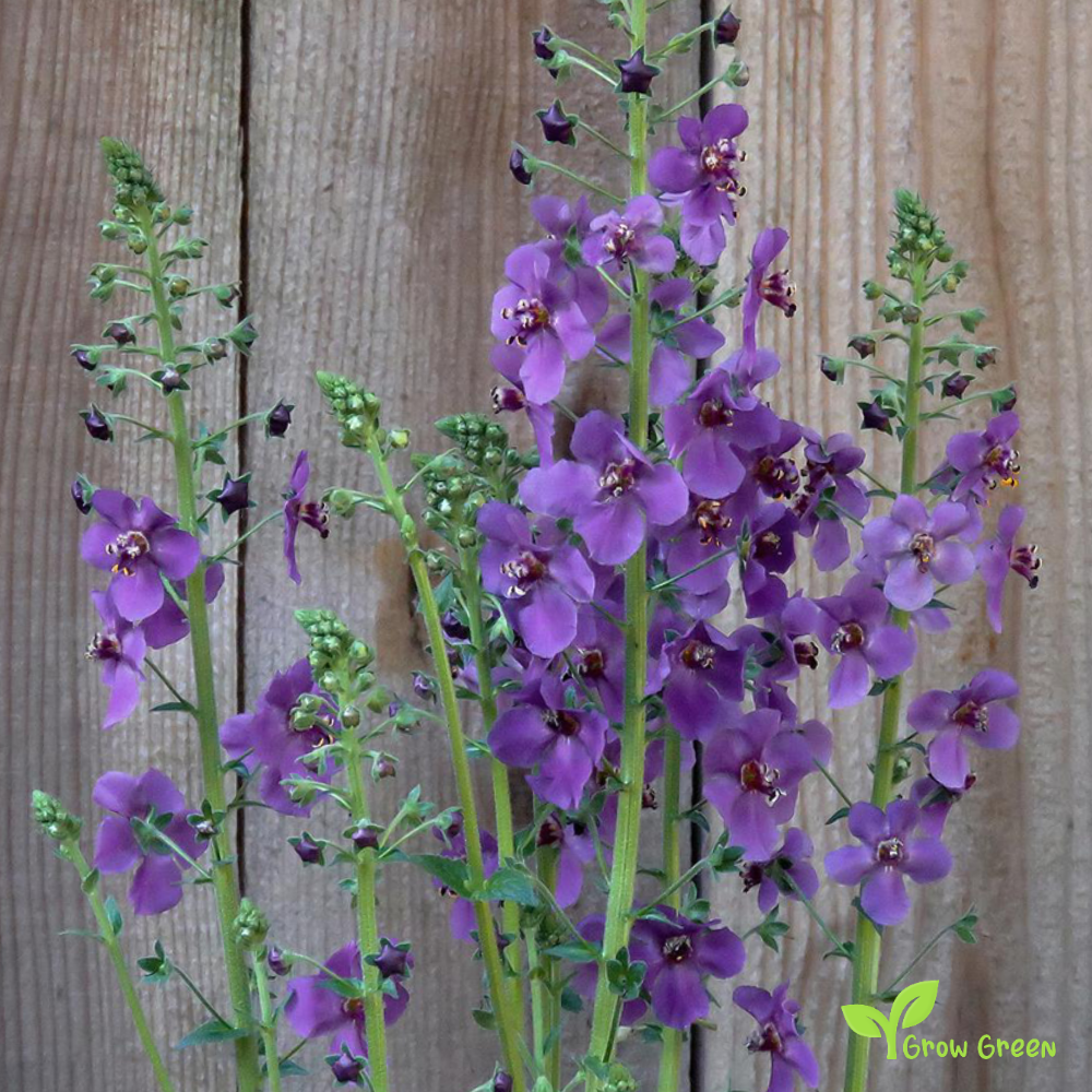 30 seeds of Purple Mullein SEEDS - VERBASCUM PHOENICEUM + Gift 5 seeds of Sunflower
