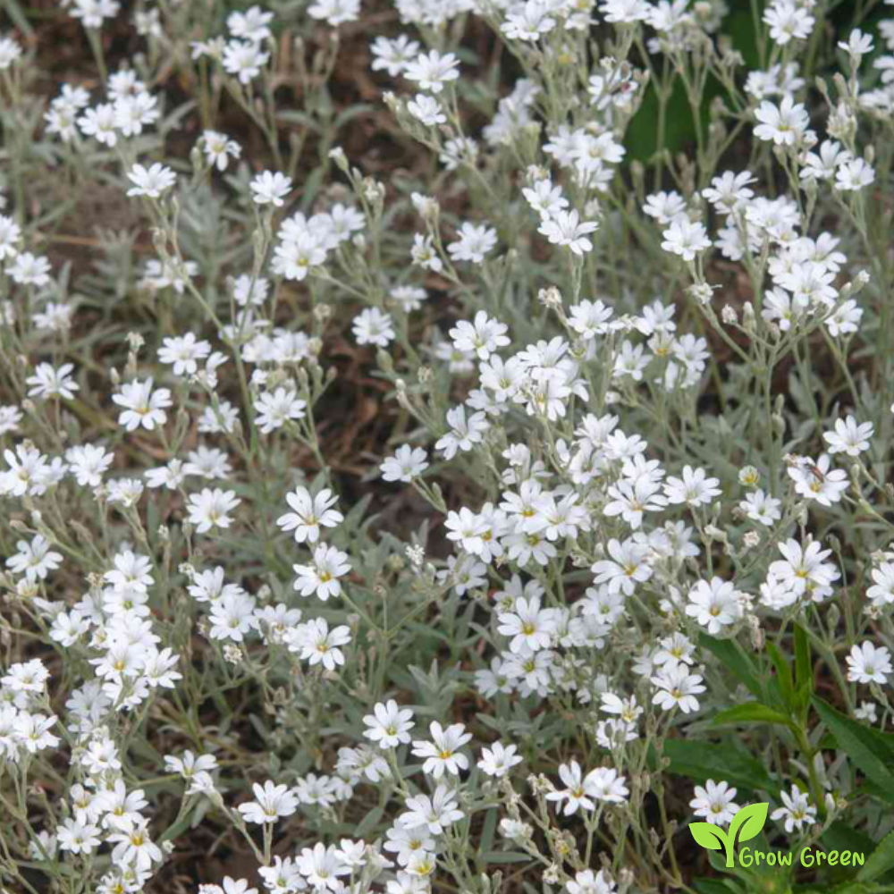 30 seeds of Snow In Summer - CERASTIUM TOMENTOSUM + Gift 5 seeds of Sunflower