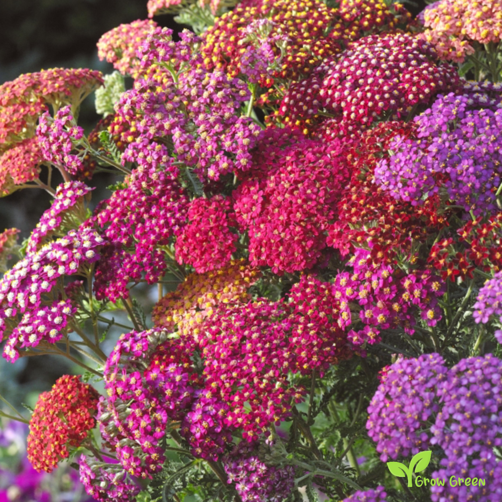 30 seeds of Yarrow Mix - ACHILLEA MILLEFOLIUM + Gift 5 seeds of Sunflower