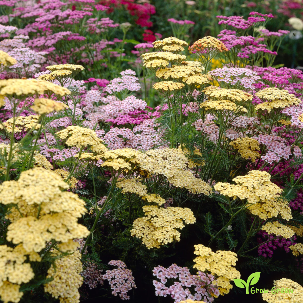 30 seeds of Yarrow Mix - ACHILLEA MILLEFOLIUM + Gift 5 seeds of Sunflower
