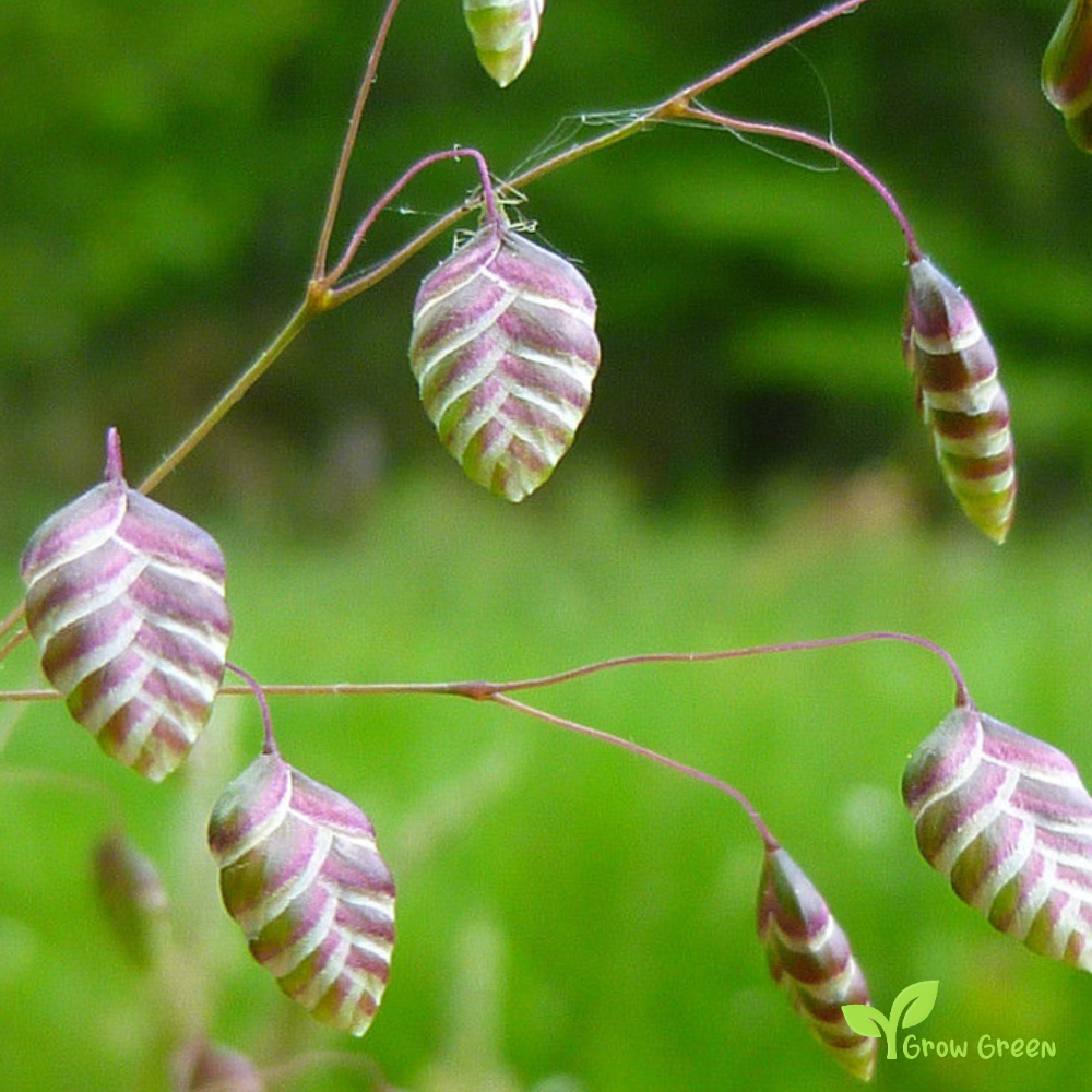 10 seeds of Great Quaking Grass - BRIZA MAXIMA - Rattlesnake Grass + Gift 5 seeds of Sunflower