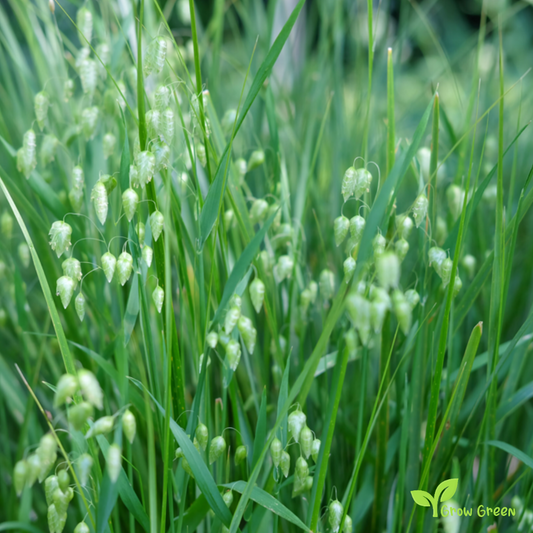 10 seeds of Great Quaking Grass - BRIZA MAXIMA - Rattlesnake Grass + Gift 5 seeds of Sunflower