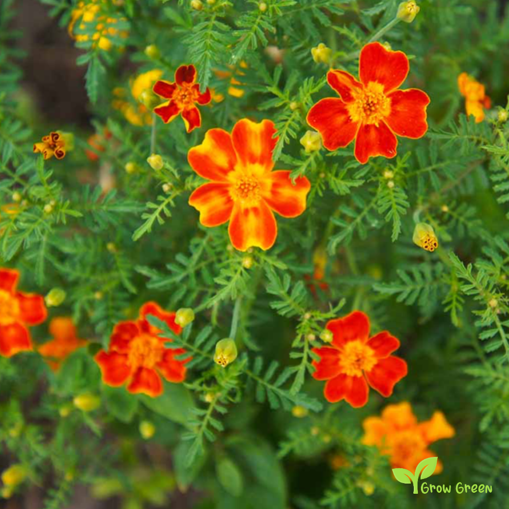 10 seeds of Red Signet Marigold - TAGETES TENUIFOLIA  + Gift 5 seeds of Sunflower