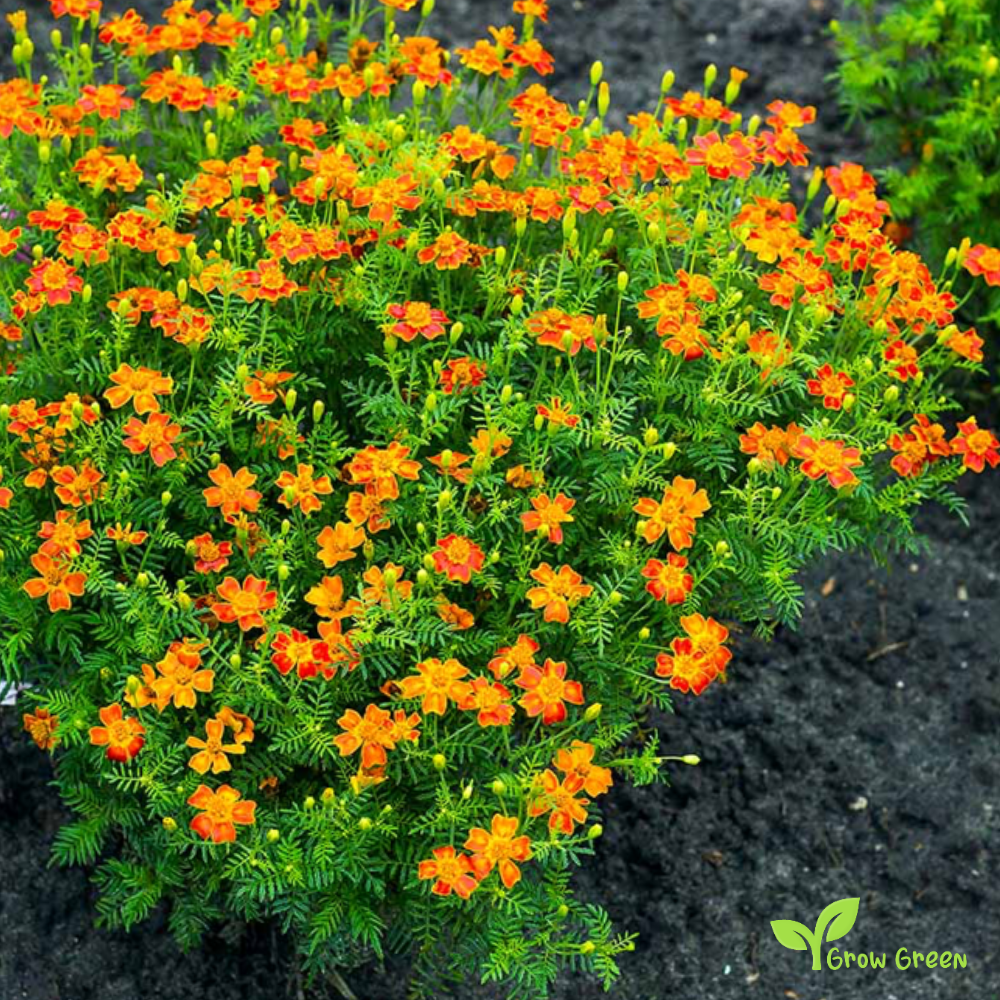 10 seeds of Red Signet Marigold - TAGETES TENUIFOLIA  + Gift 5 seeds of Sunflower