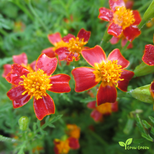 10 seeds of Red Signet Marigold - TAGETES TENUIFOLIA  + Gift 5 seeds of Sunflower