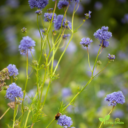 20 seeds of Woodland Tobacco - NICOTIANA SYLVESTRIS + Gift 5 seeds of Sunflower