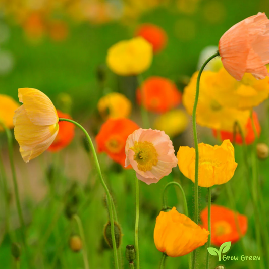 20 seeds of Iceland Poppy Mix - PAPAVER NUDICAULE + Gift 5 seeds of Sunflower