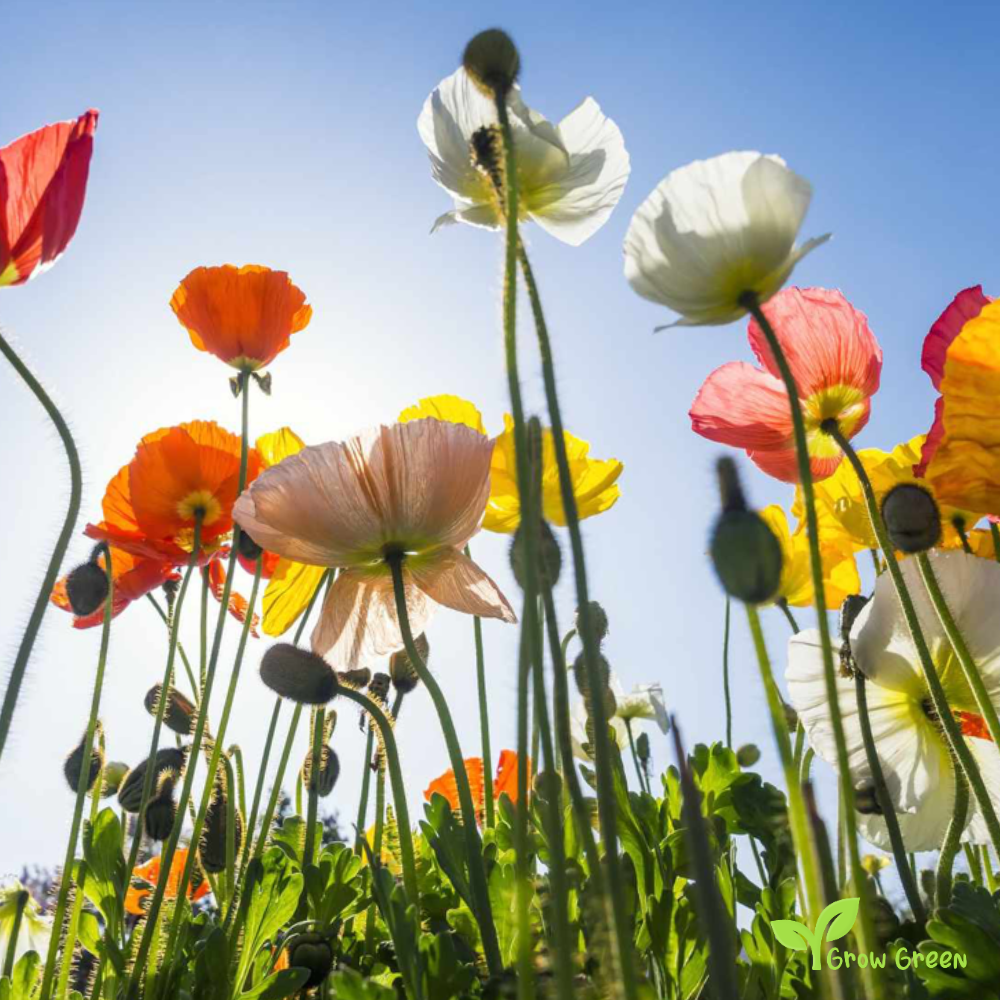 20 seeds of Iceland Poppy Mix - PAPAVER NUDICAULE + Gift 5 seeds of Sunflower