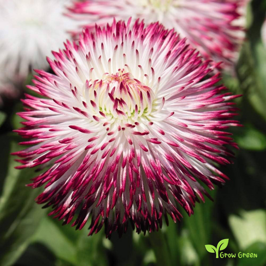 20 seeds of Red & White Pomponette - BELLIS PERENNIS - English Daisy + Gift 5 seeds of Sunflower