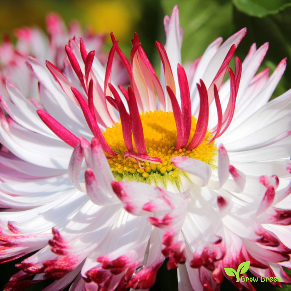 20 seeds of Red & White Pomponette - BELLIS PERENNIS - English Daisy + Gift 5 seeds of Sunflower