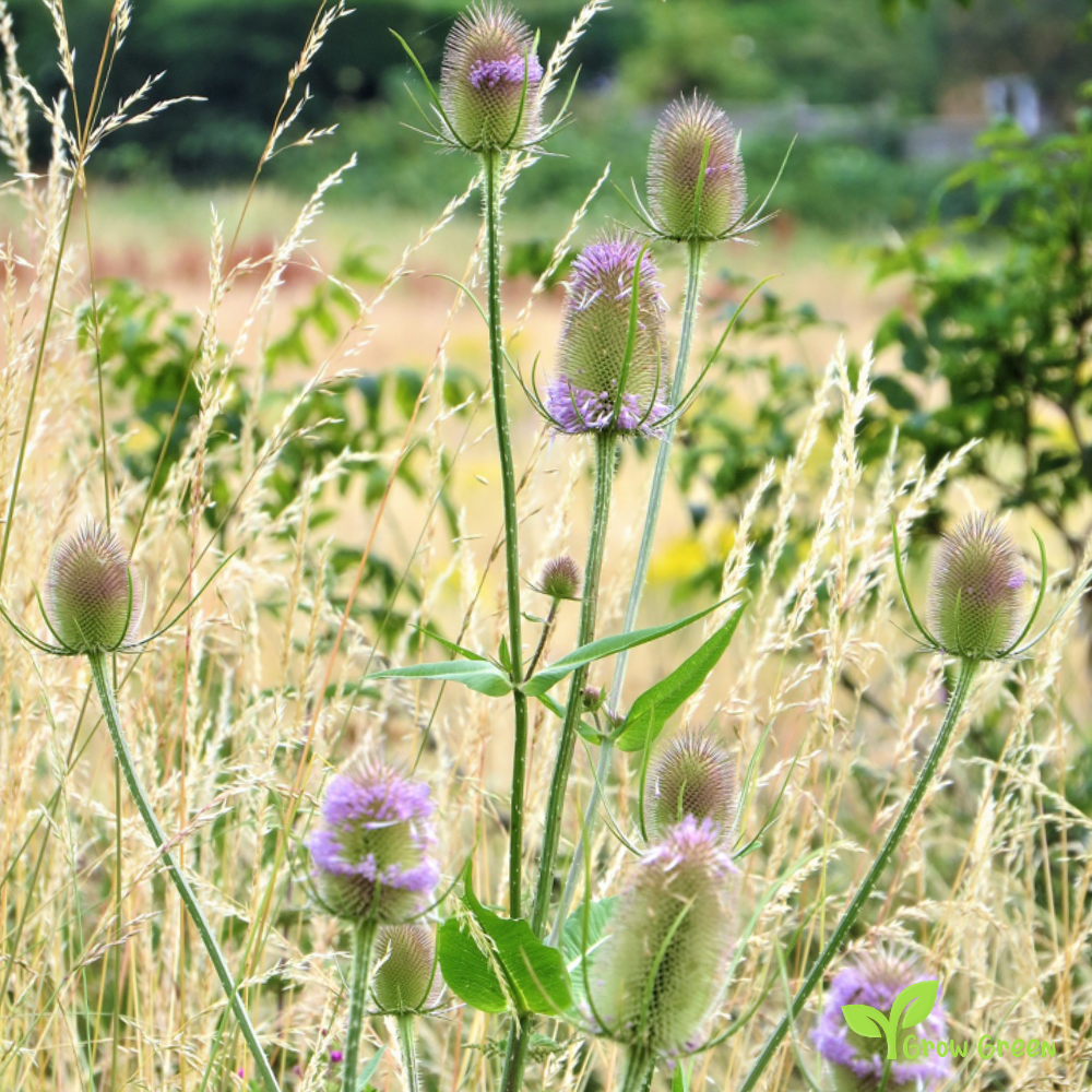 20 seeds of Wild Teasel - DIPSACUS FULLONUM SATIVUS + Gift 5 seeds of Sunflower