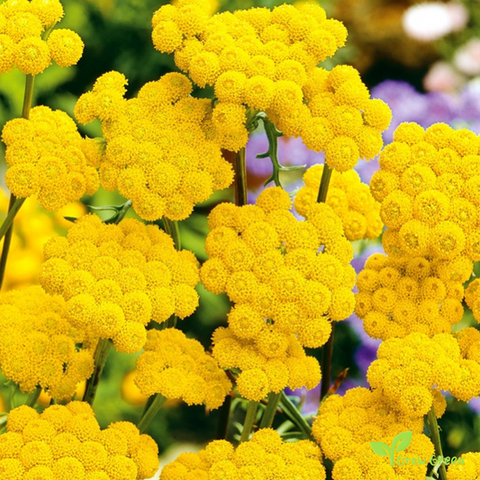 20 seeds of Yellow Ageratum - AGERATUM - Lonas inodora + Gift 5 seeds of Sunflower