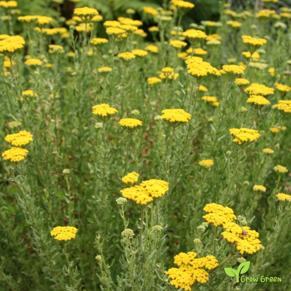 20 seeds of Yellow Ageratum - AGERATUM - Lonas inodora + Gift 5 seeds of Sunflower