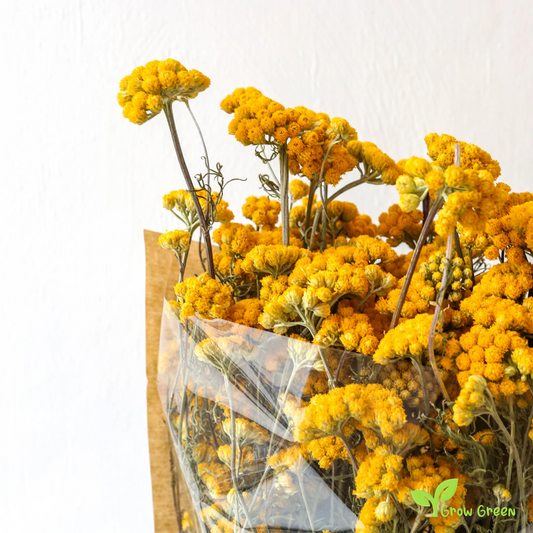 20 seeds of Yellow Ageratum - AGERATUM - Lonas inodora + Gift 5 seeds of Sunflower