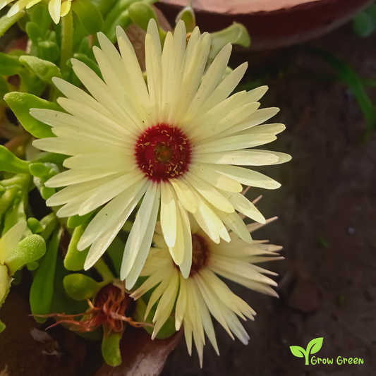 20 seeds of Yellow Livingstone Daisy - CLERETUM BELLIDIFORME + Gift 5 seeds of Sunflower