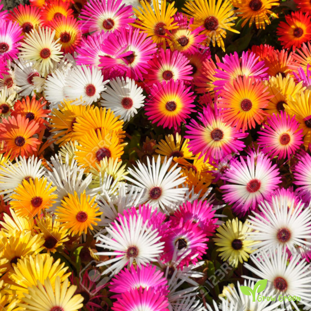 20 seeds of Yellow Livingstone Daisy - CLERETUM BELLIDIFORME + Gift 5 seeds of Sunflower