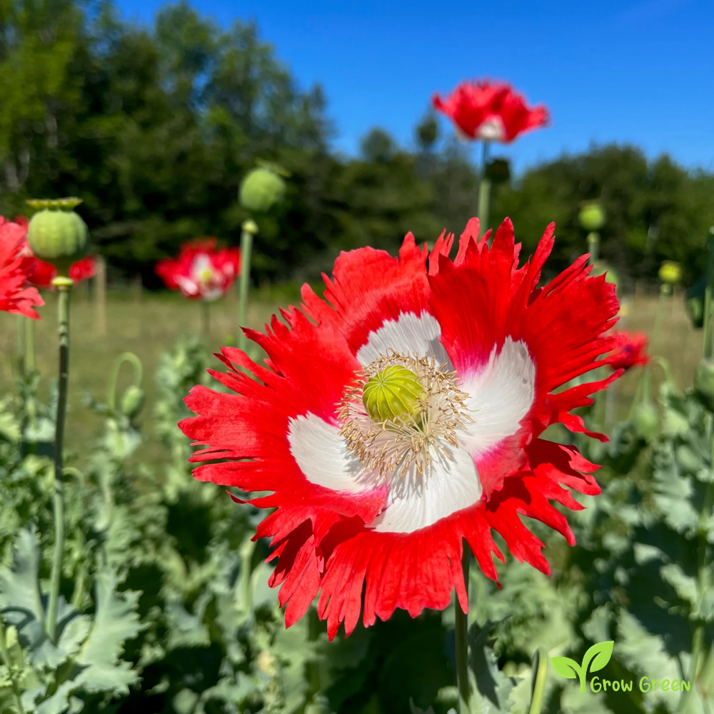 30 seeds of Danish Flag Poppy - PAPAVER + Gift 5 seeds of Sunflower