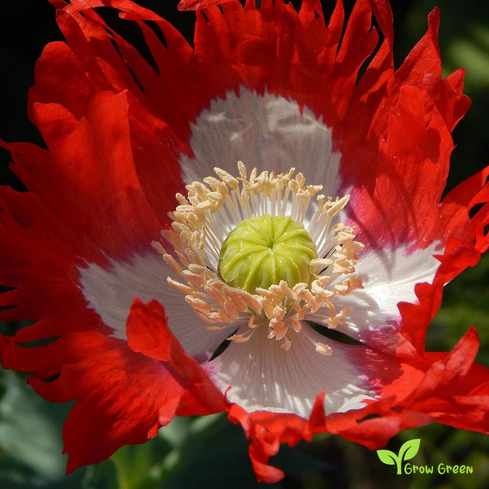 30 seeds of Danish Flag Poppy - PAPAVER + Gift 5 seeds of Sunflower