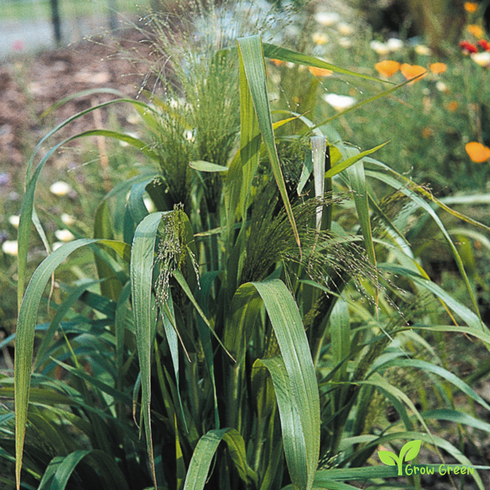 30 seeds of Love Grass - ERAGROSTIS ELEGANS + Gift 5 seeds of Sunflower