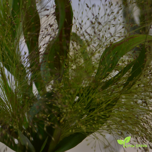 30 seeds of Love Grass - ERAGROSTIS ELEGANS + Gift 5 seeds of Sunflower