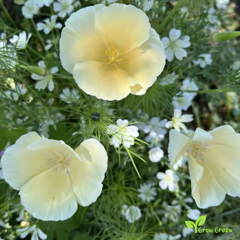 20 seeds of White Cream Poppy - ESCHSCHOLZIA CALIFORNICA ALBA + Gift 5 seeds of Sunflower