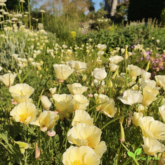 20 seeds of White Cream Poppy - ESCHSCHOLZIA CALIFORNICA ALBA + Gift 5 seeds of Sunflower
