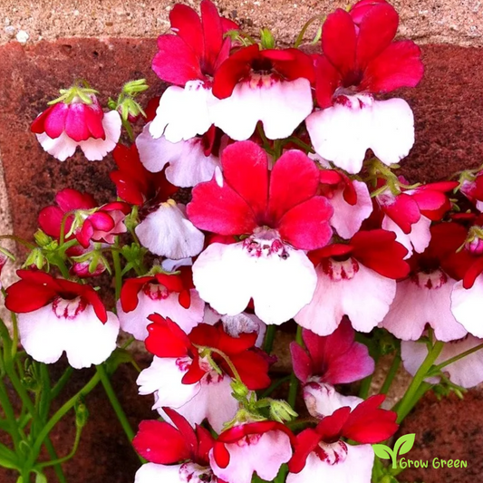 20 seeds of Nemesia St. George - NEMESIA STRUMOSA - Red & White + Gift 5 seeds of Sunflower