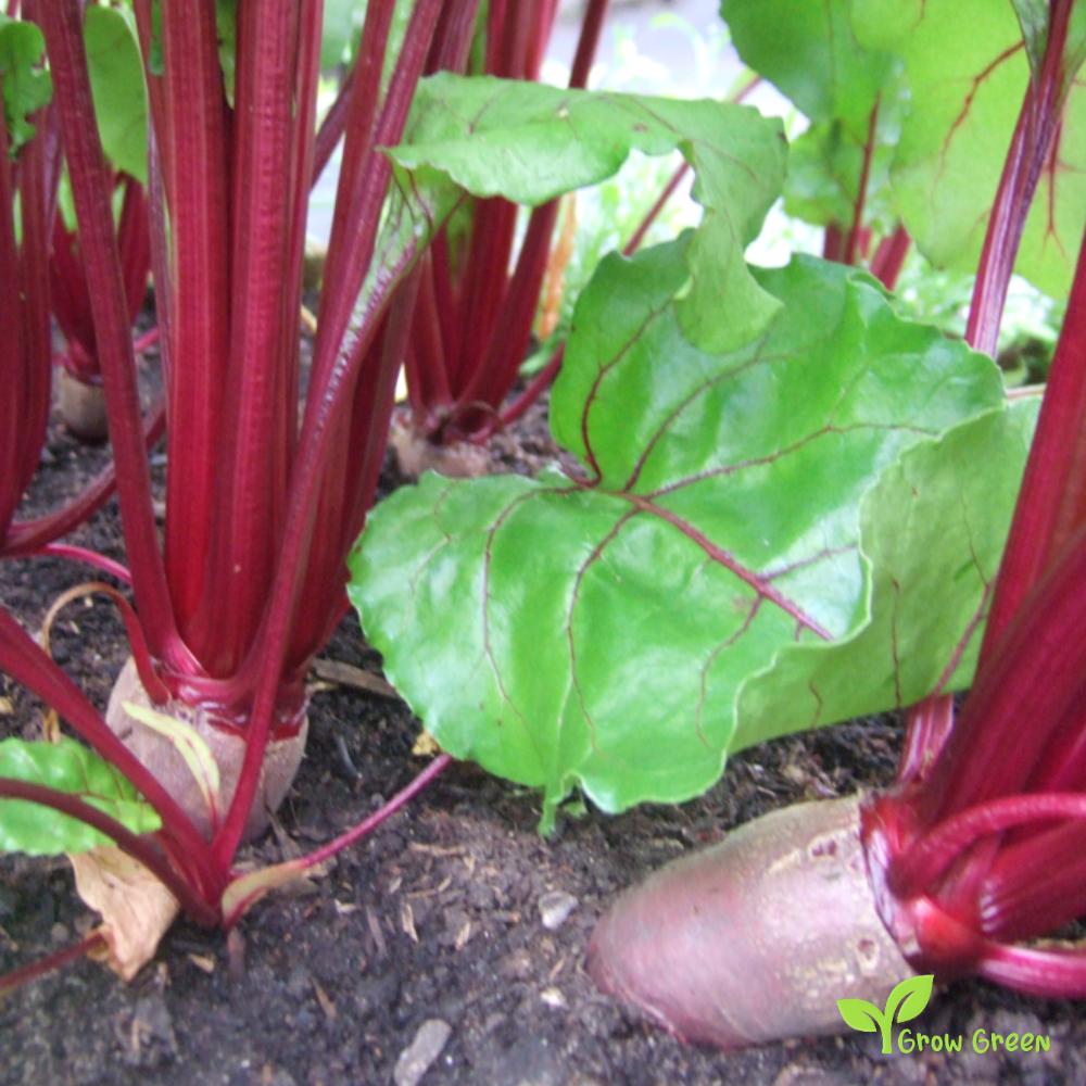 30 seeds of Beetroot Monorubra Cylindric - BETA VULGARIS + Gift 5 seeds of Sunflower