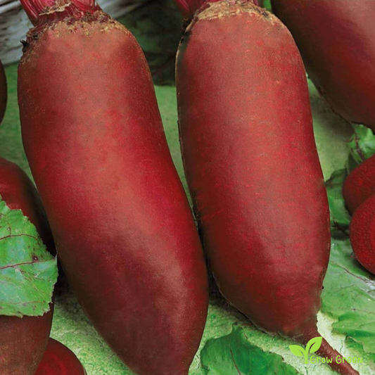 30 seeds of Beetroot Monorubra Cylindric - BETA VULGARIS + Gift 5 seeds of Sunflower