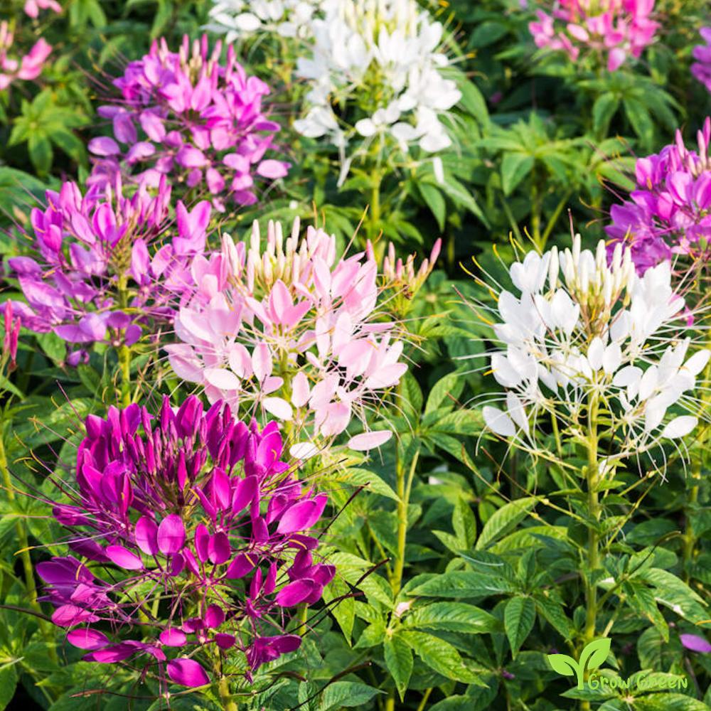 20 seeds of Mix Spider Flower - CLEOME HOUTTEANA - Hassleriana + Gift 5 seeds of Sunflower