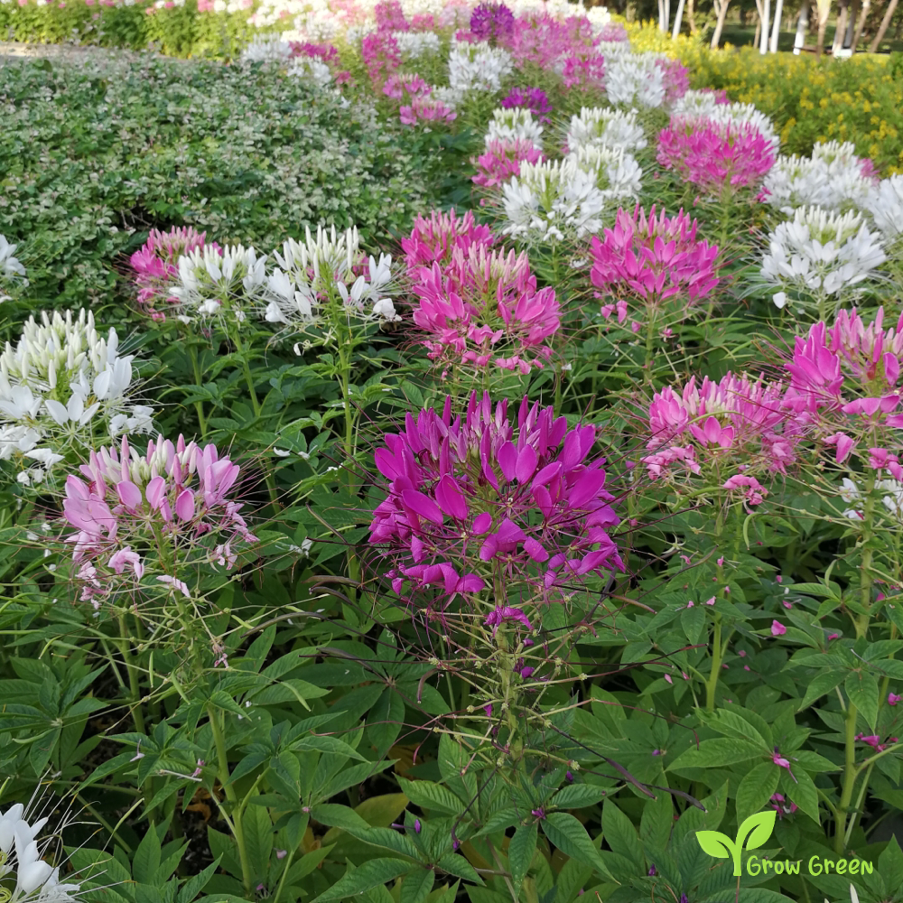 20 seeds of Mix Spider Flower - CLEOME HOUTTEANA - Hassleriana + Gift 5 seeds of Sunflower