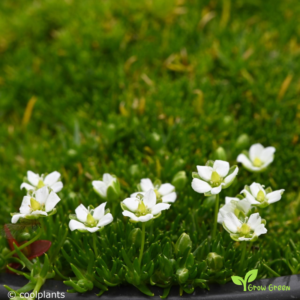 30 seeds of Irish Moss - SAGINA SUBULATA - Heath Pearlwort + Gift 5 seeds of Sunflower