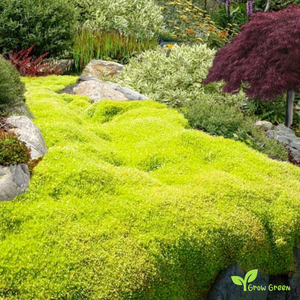 30 seeds of Irish Moss - SAGINA SUBULATA - Heath Pearlwort + Gift 5 seeds of Sunflower